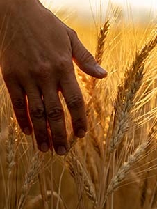 Prayer and the Harvest